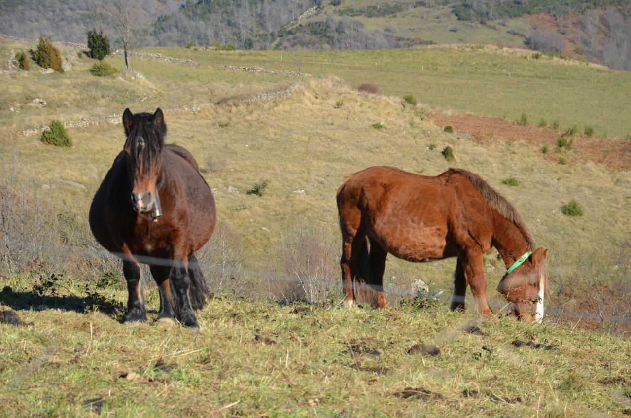 Casa Rural Mollo, Vall De Camprodon Екстер'єр фото
